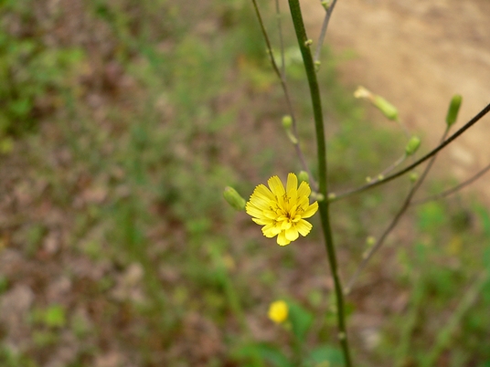 {Hieracium gronovii}